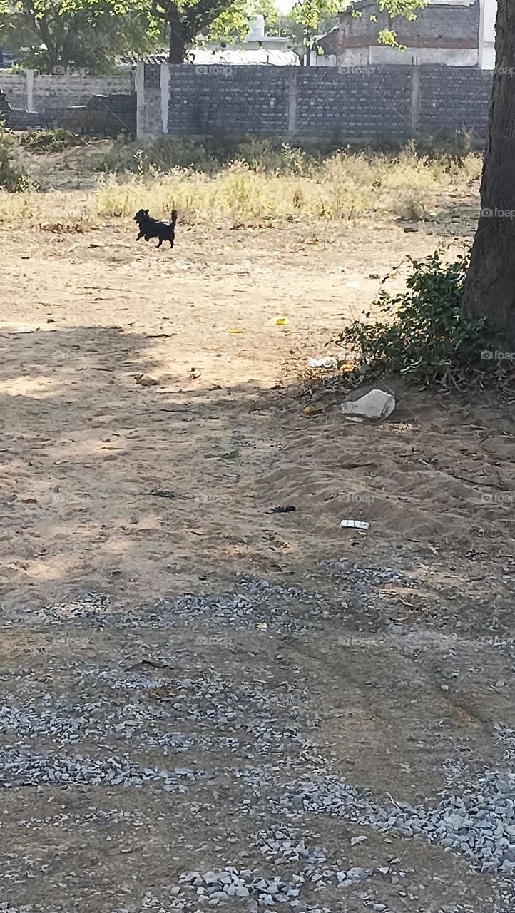 boarder collie dog running after his master without any other attractions