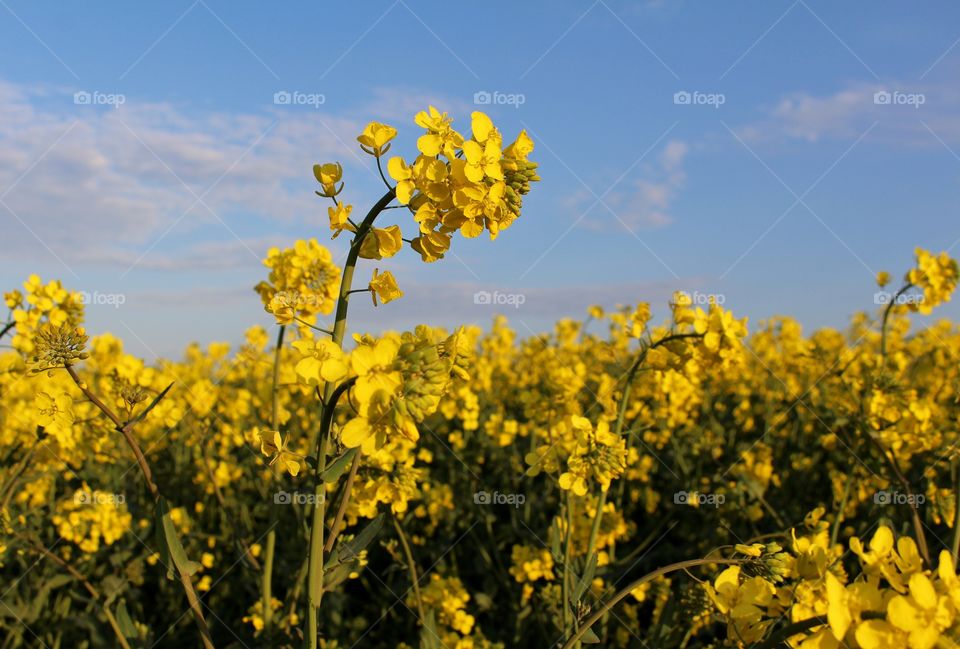 Raps, rape, in Skåne.