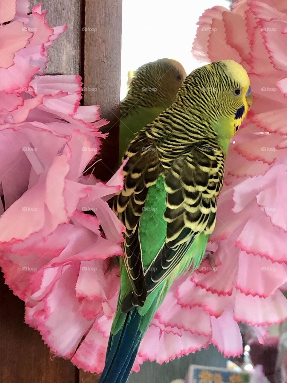Kiwi loves his flowers 🌸 🌸🌸