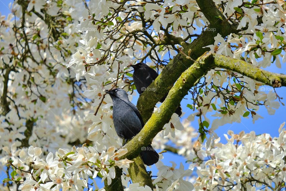 Low angle view of a pair of crows perched in white magnolia tree against blue sky. 