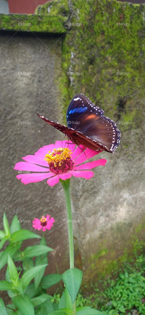 Beautiful butterfly with beautiful color perched on flower