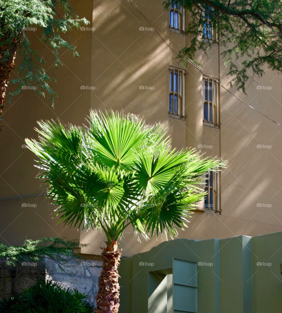 Sunlit Palm Tree
