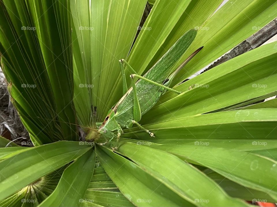 Preserving biodiversity in the garden