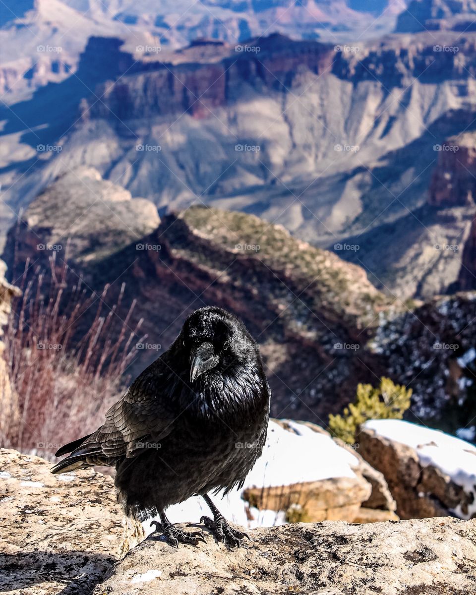 Birds at Grand Canyon