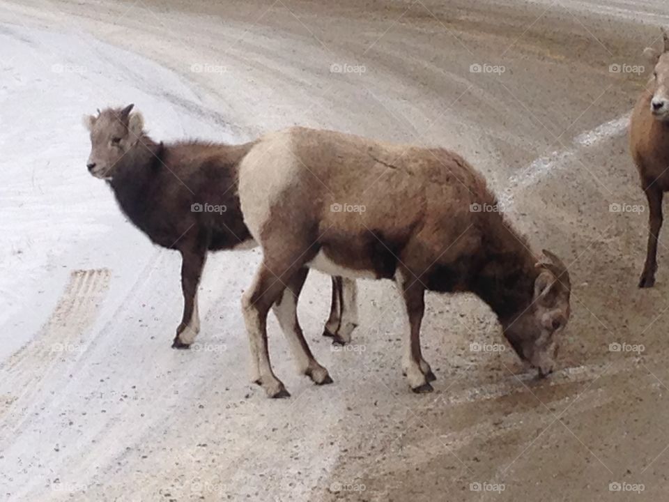 Wildlife on the road 