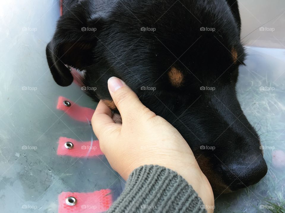 Sick Rottweiler puppy in treatment