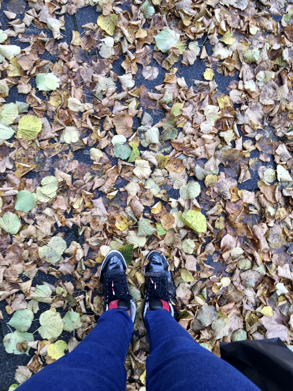 Autumn in The Netherlands 