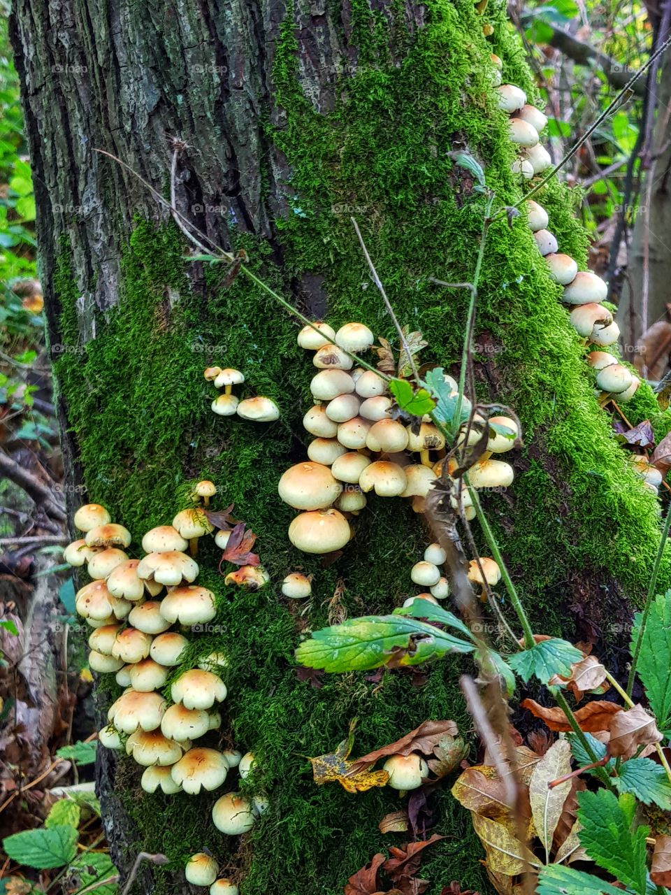 Eaton hills wild mushrooms