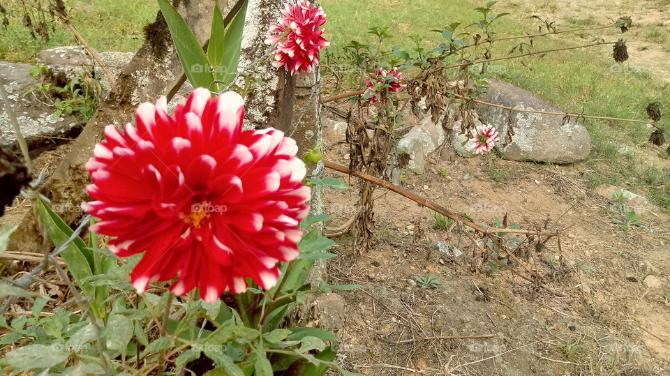 Red and white Dalia