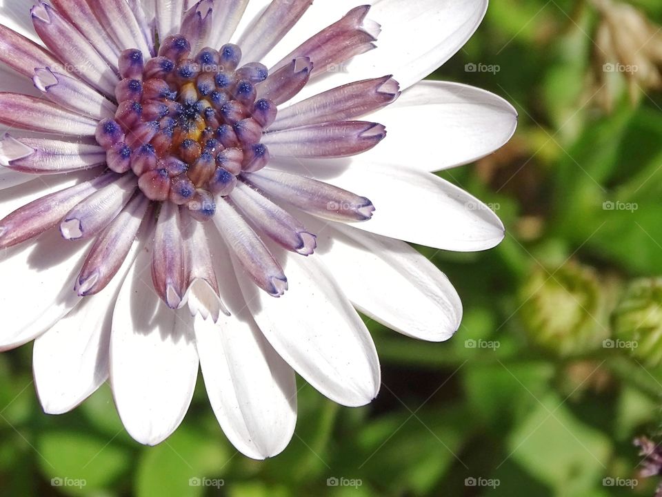 The beauty of the flowers