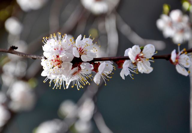 Cherry blossom tree branch