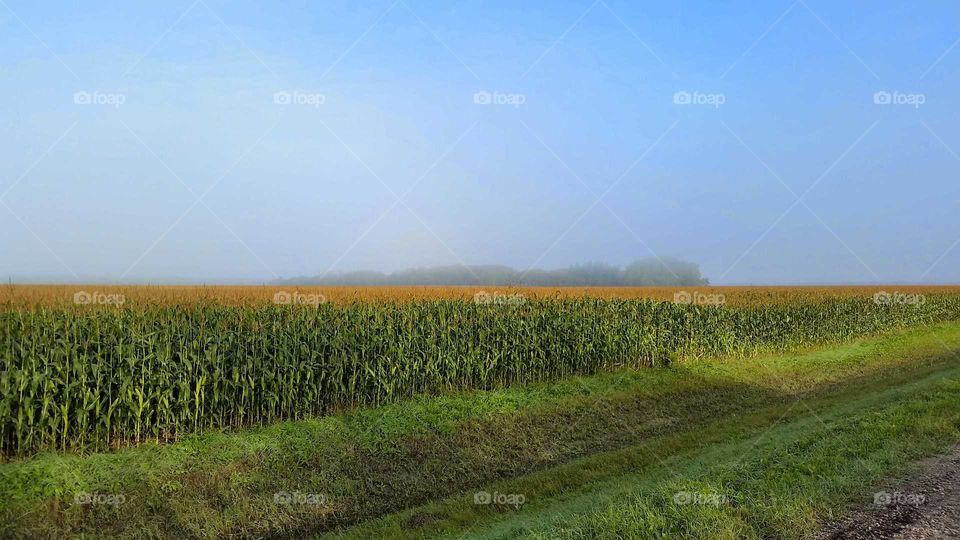 Corn Before Harvest