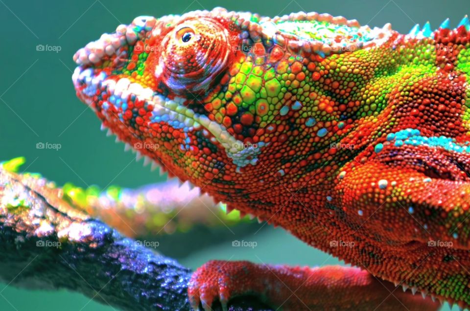 color change in autumn