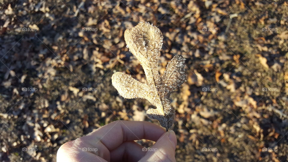 Light frost covers the leaves on an Autumn morning.