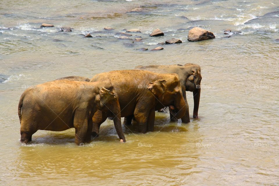 Éléphants , Sri Lanka