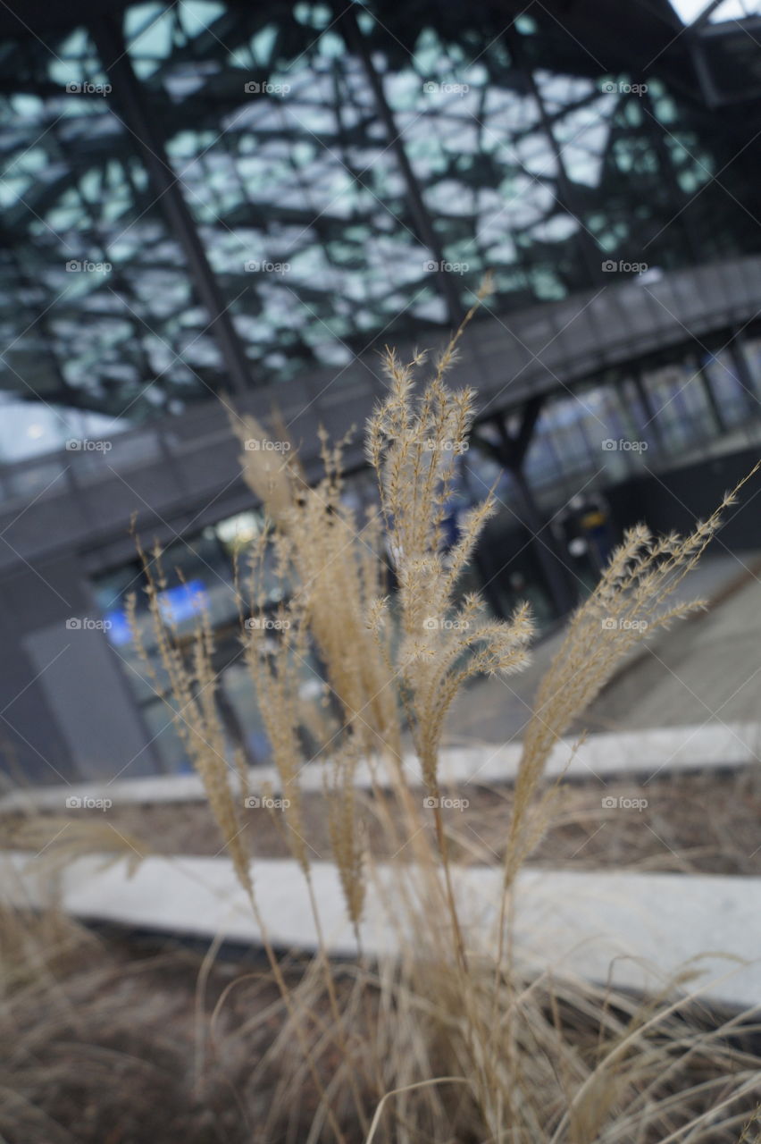Grass & Glass