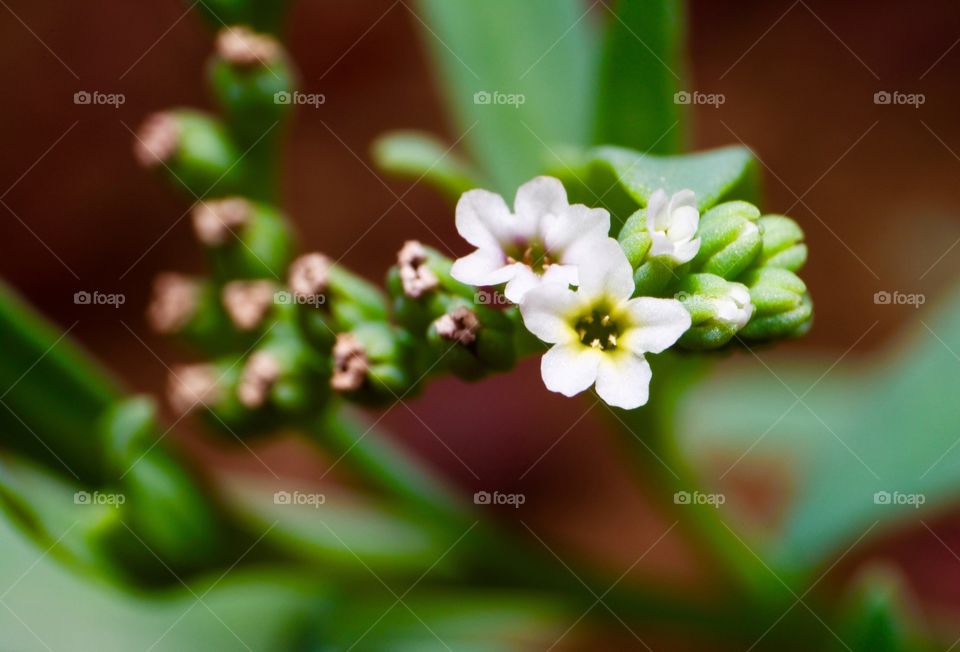 High angle view of flowers with buds
