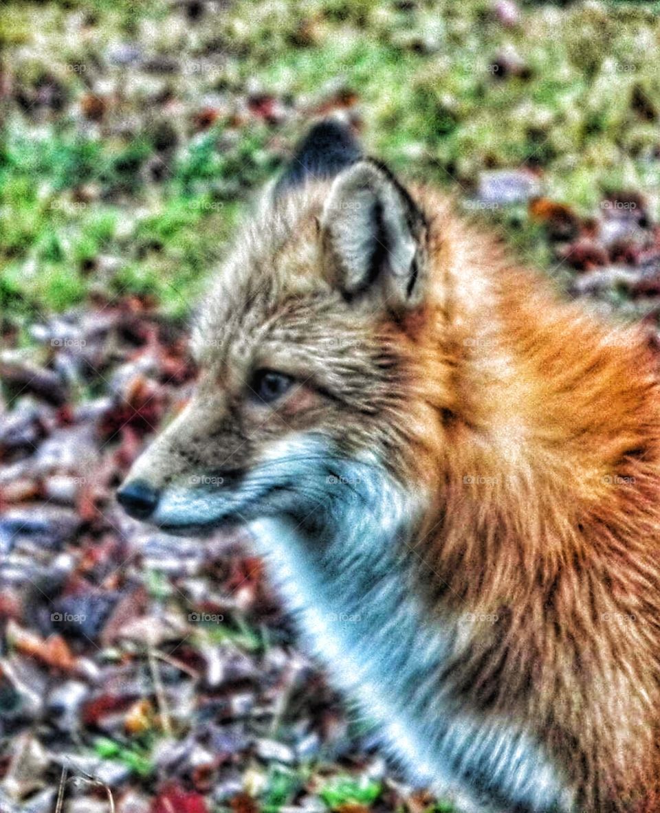 Red fox 002