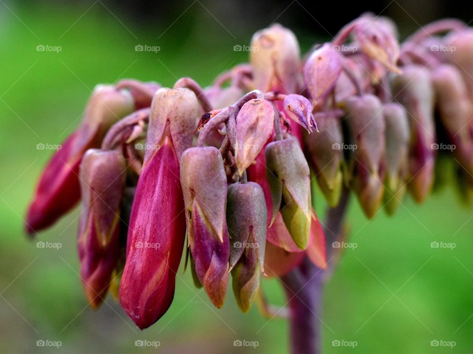 closeup of red flowers