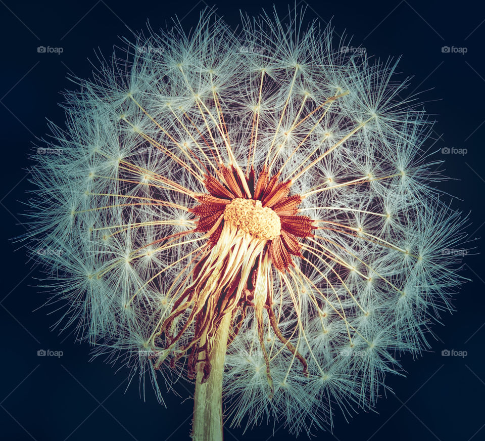 dandelion