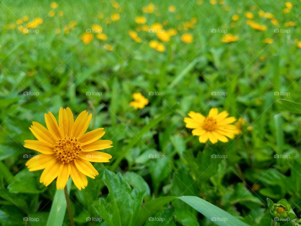 nature in green and yellow