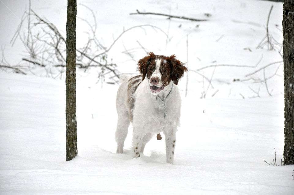 Cody in the Snow