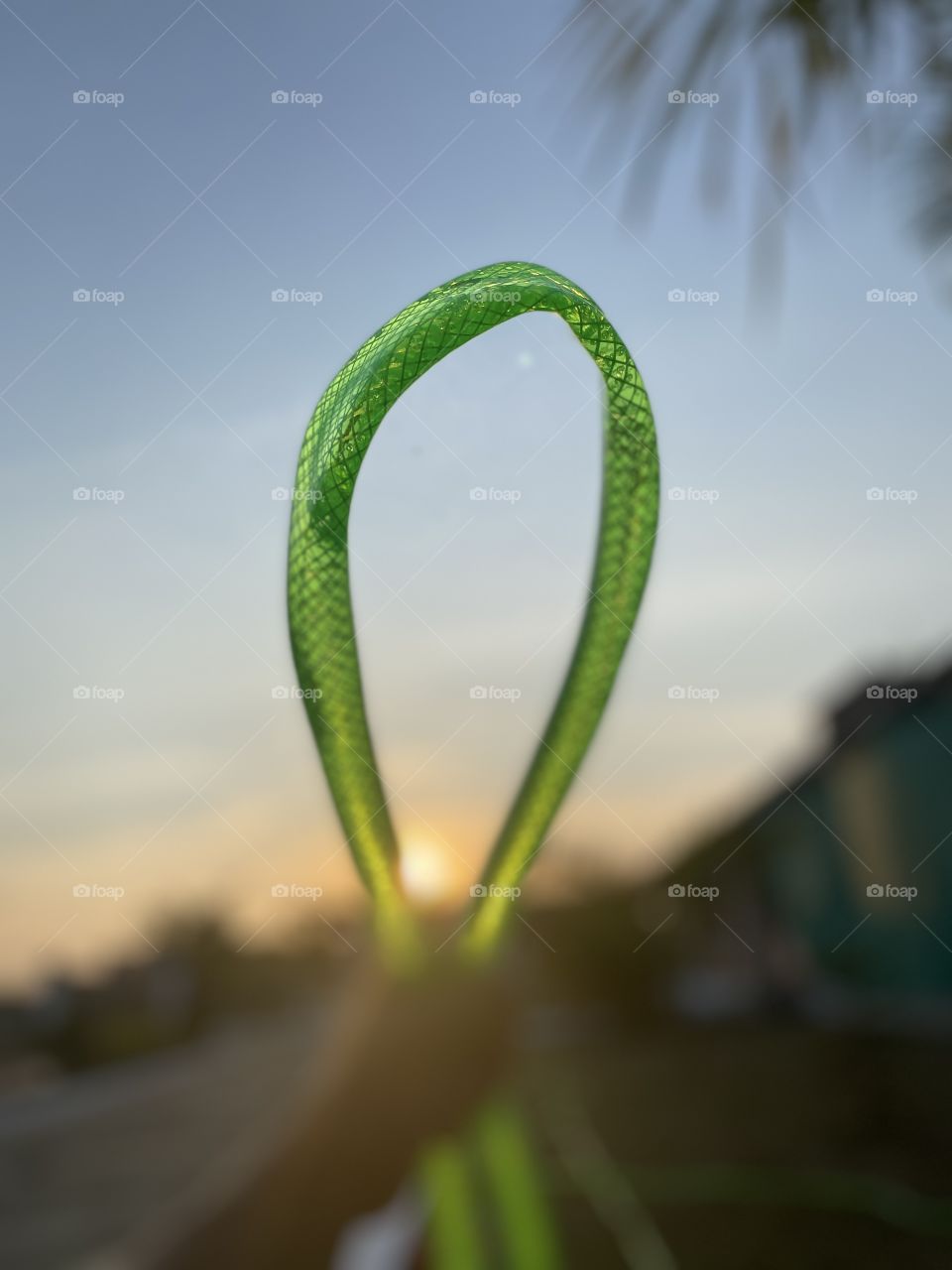 Ring cycle in sunset 