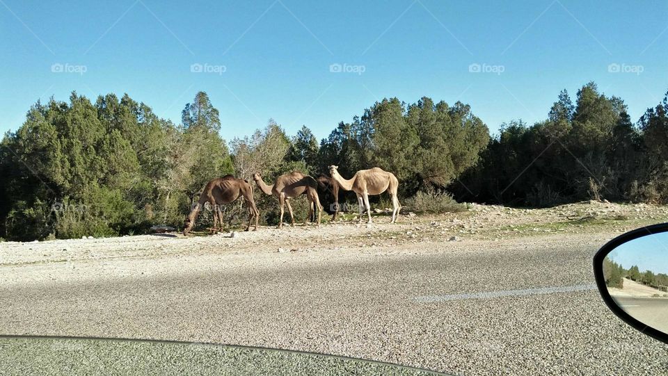 group of camels near the forest.