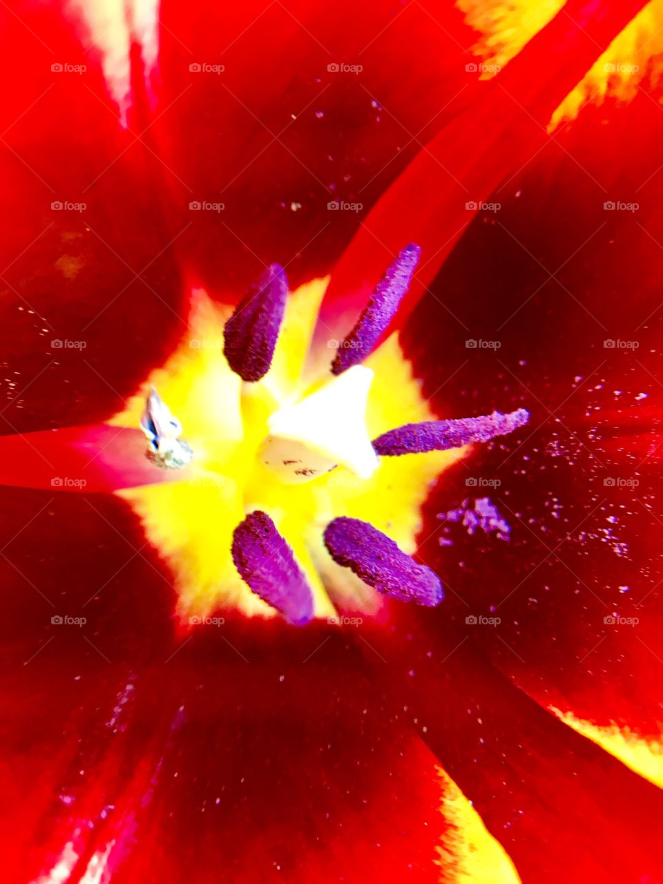 Close up of a beautiful tulip in Indiana 