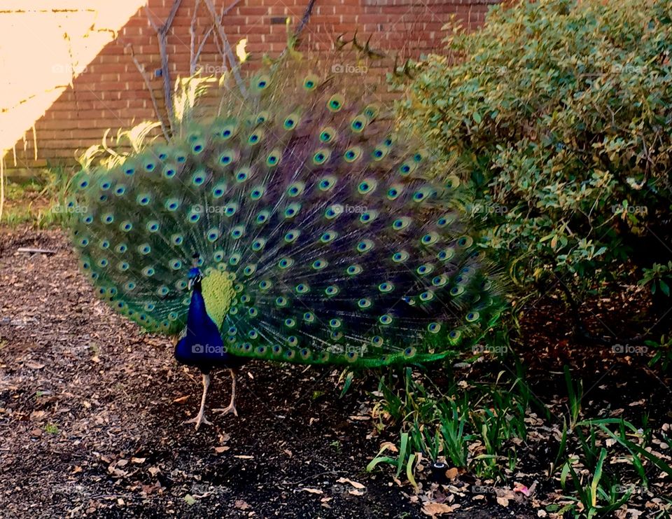 Perceval the Peacock shows off his plumage of brightly colored feathers at Filoli House and Gardens in Woodside, California.