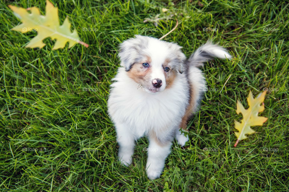 Aussie puppy