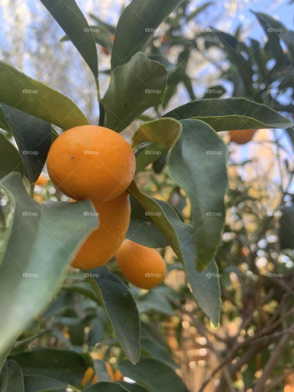 cumquat fruit on the tree