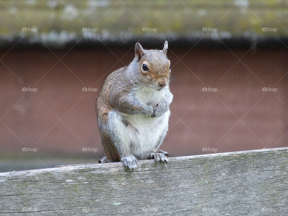 Close-up of squirrel