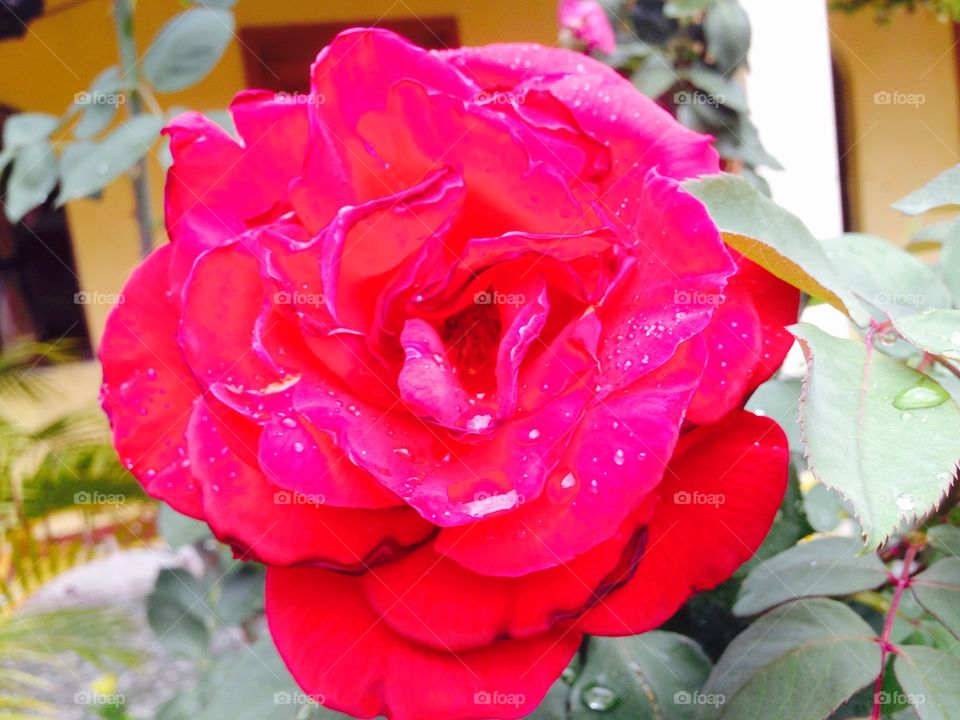 Wet Rose. Red rose right after rainfall