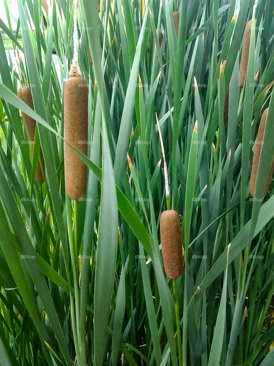 cat tails right?