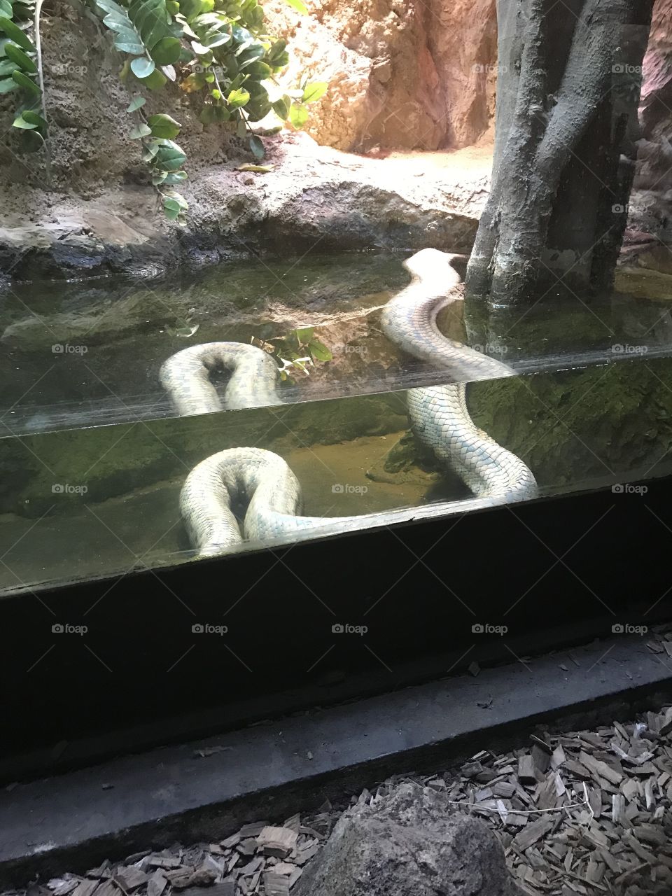 Anaconda at the zoo