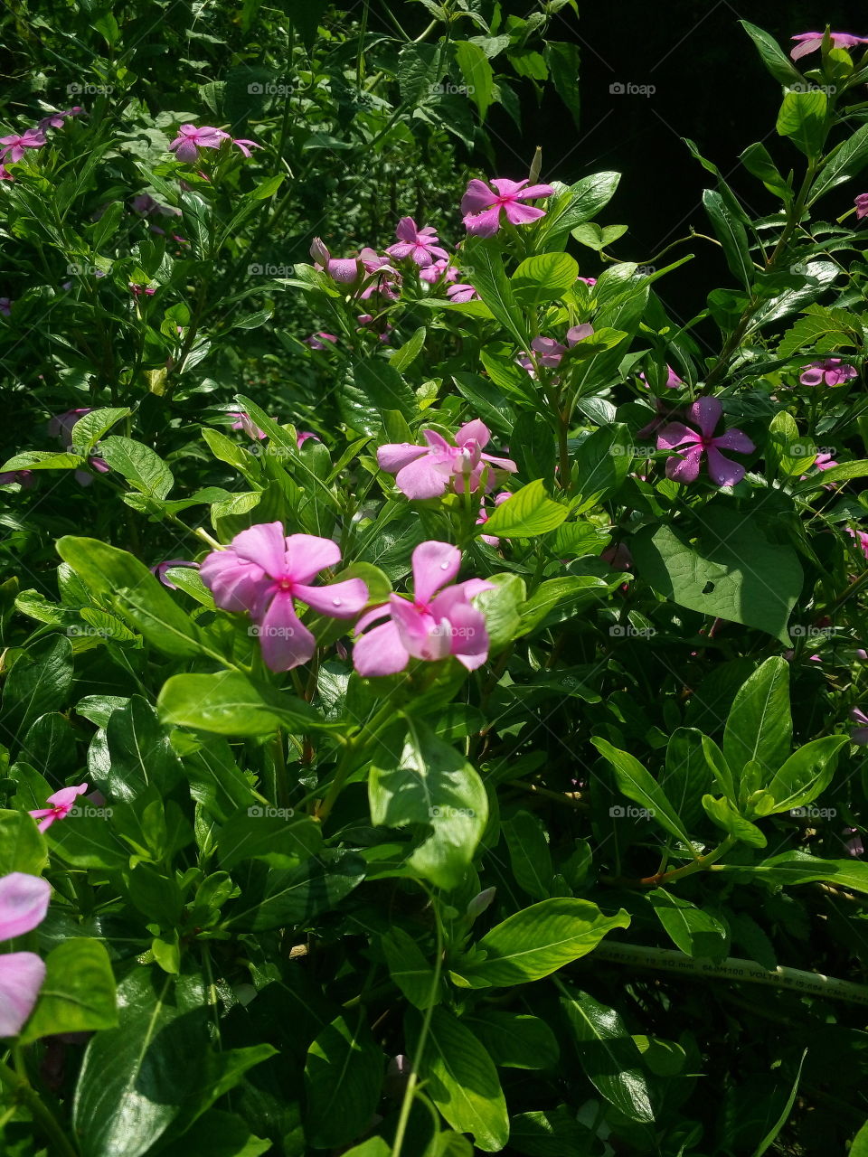 flowers