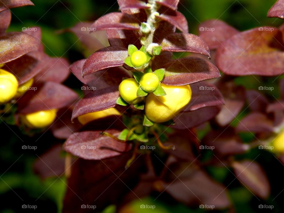 Beautiful burgundy leaves around yellow budding flowers