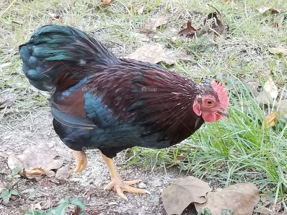 Burt the Rooster