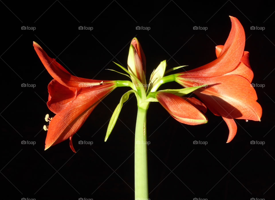 red amaryllis blossoms Isolated