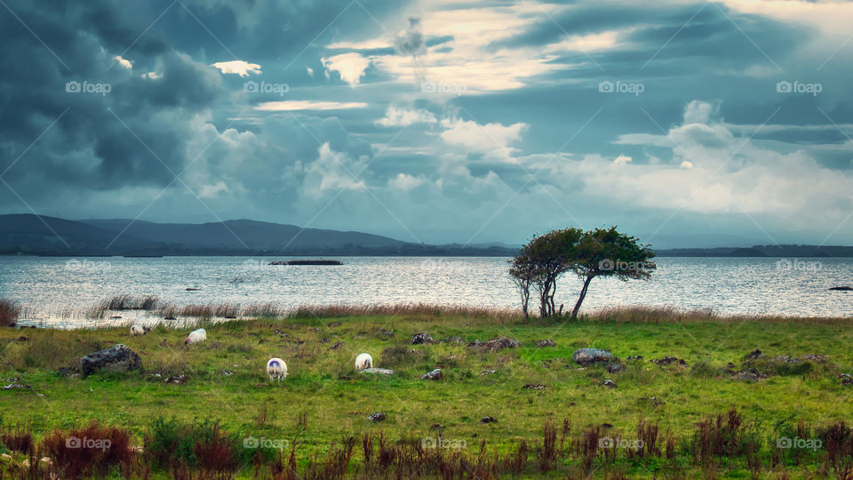 Lonely tree by the Corrib lake in Galway, Ireland