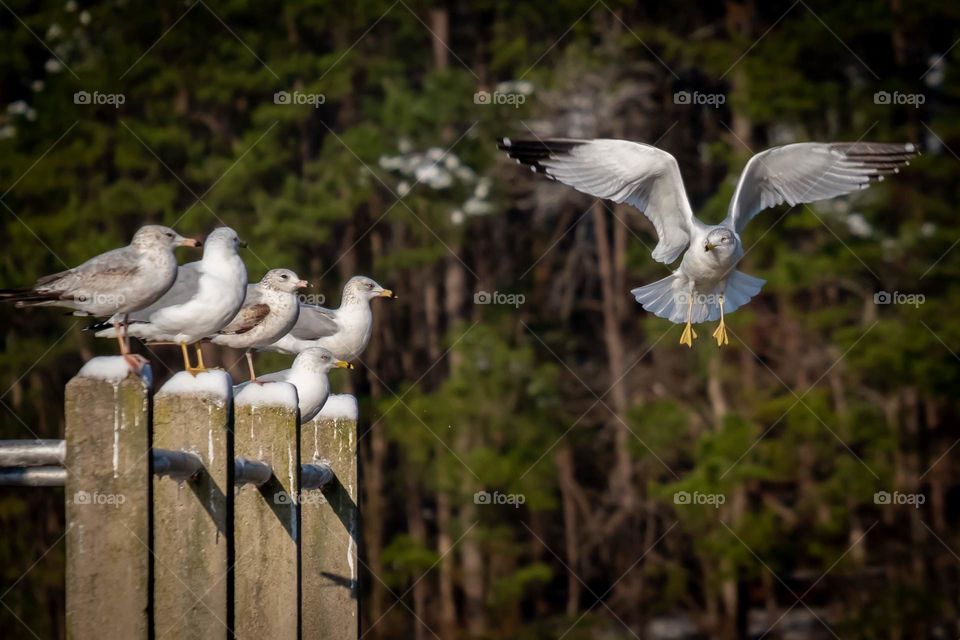 A ring-billed gull flaps and hovers in front of an audience. Lake Johnson Nature Park, Raleigh, North Carolina.