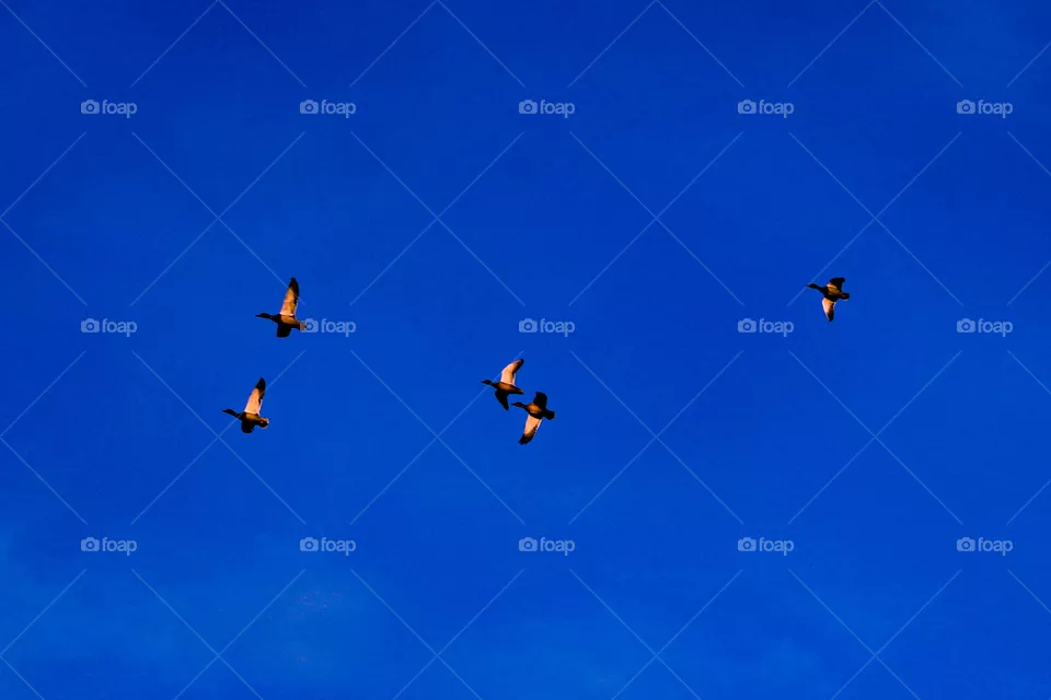 Birds