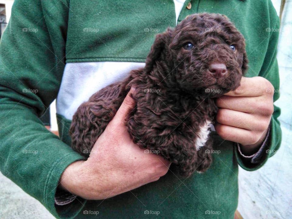 My cute puppy-Spanish Water Dog