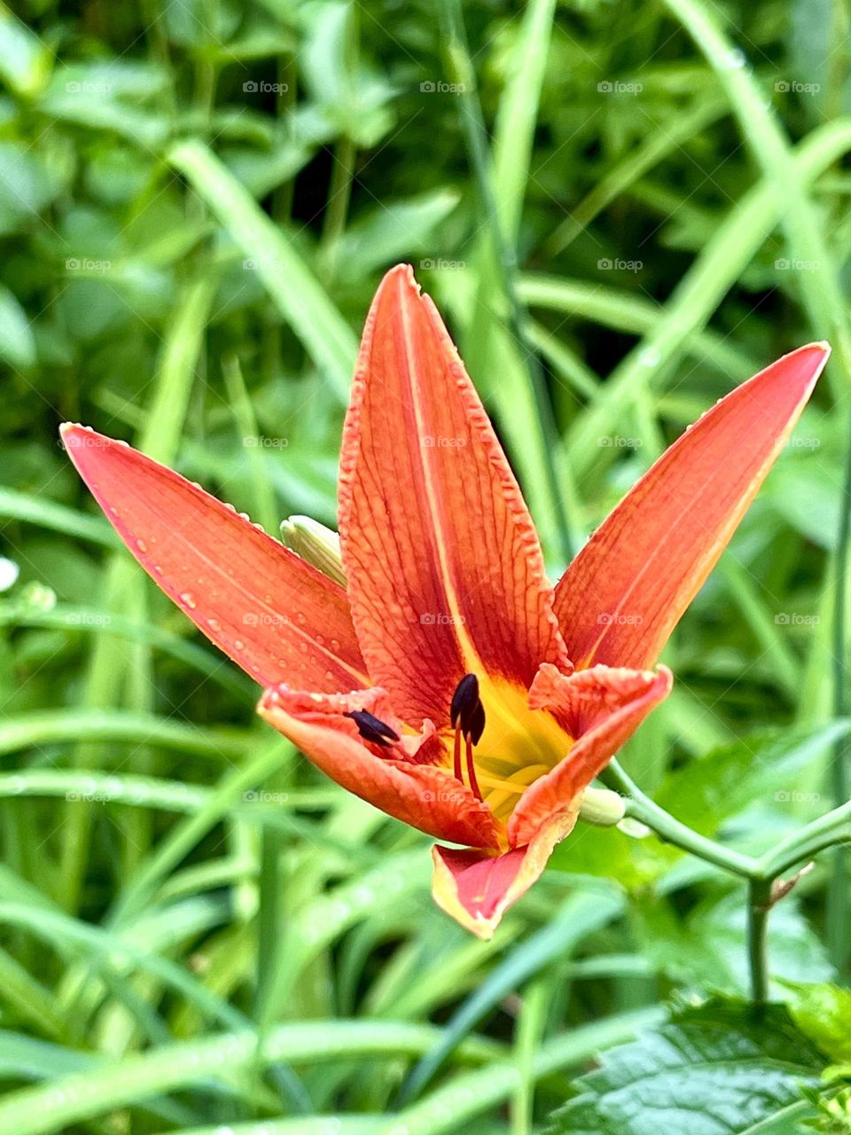 Lilium bulbiferum 