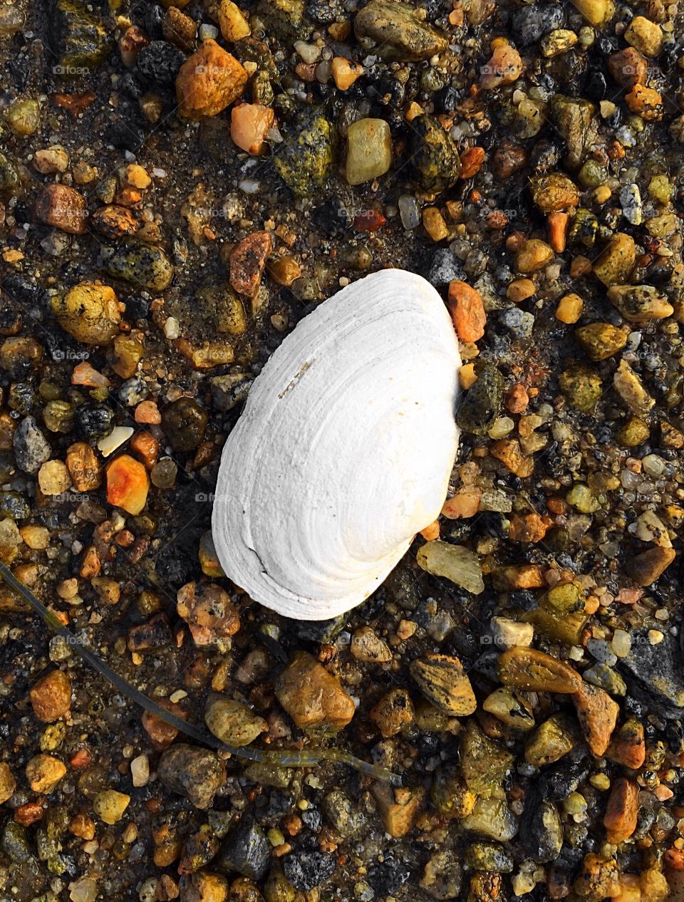 Lonely Seashell 