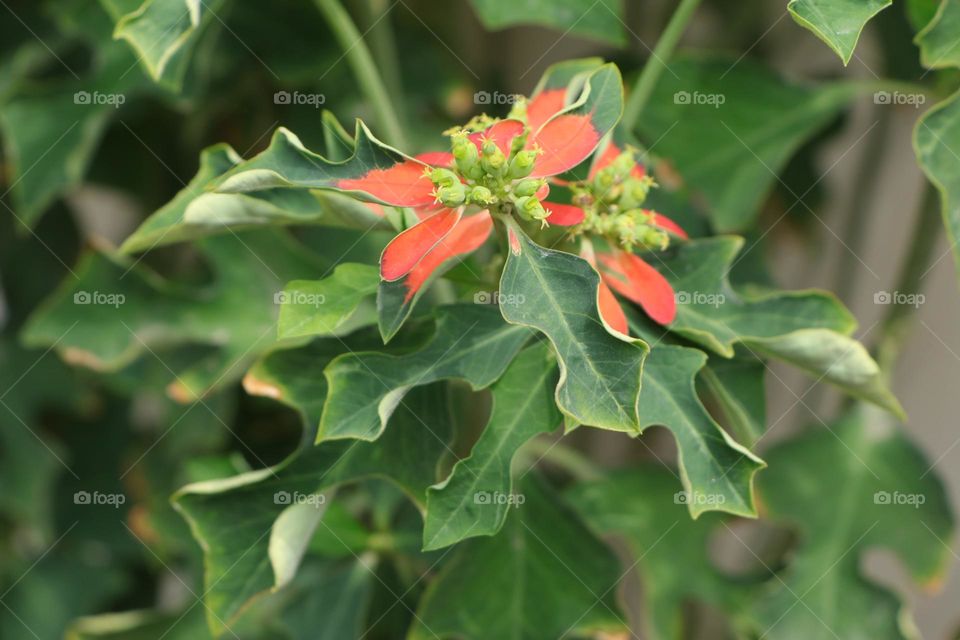euphorbia cyanthophora plant