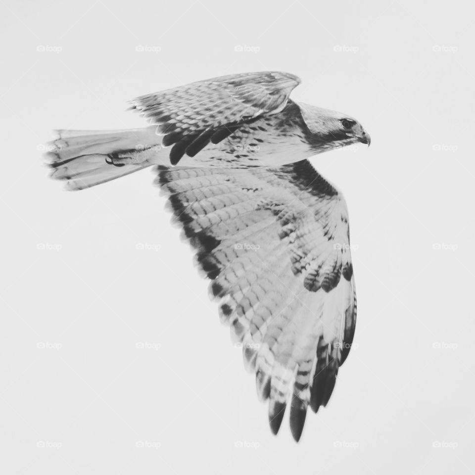 Flying Hawk on black and white 
