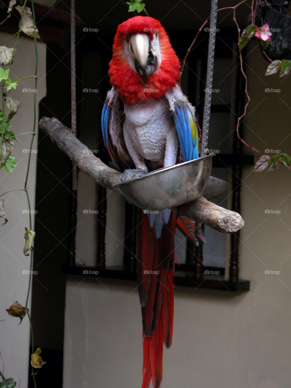 parrot antigua multi colored antigua guatemala by jpt4u
