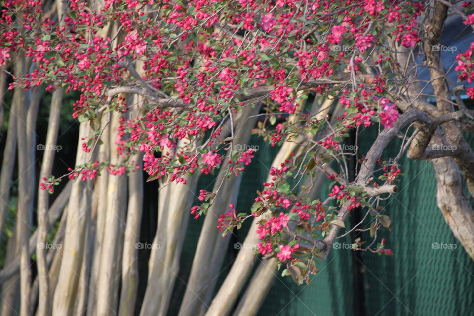 Pink flowering trees